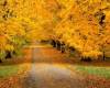 <b>Название: </b>Autumn Road, <b>Добавил:<b> Besedka<br>Размеры: 1440x900, 454.9 Кб